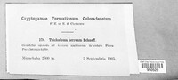 Tricholoma terreum image